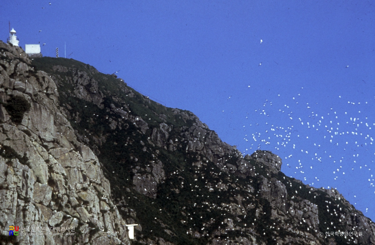 통영 홍도 괭이갈매기 번식지