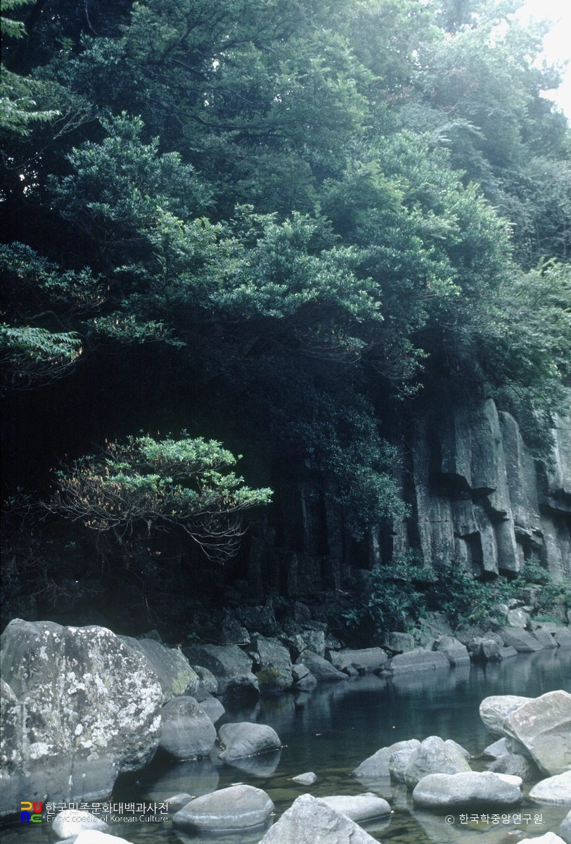 천제연 담팔수나무