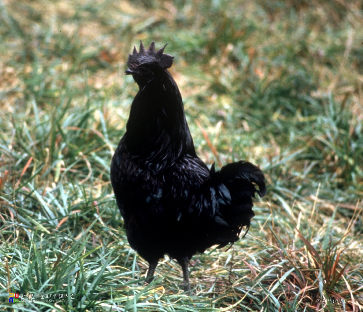 연산 화악리의 오계