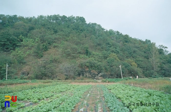 봉무토성