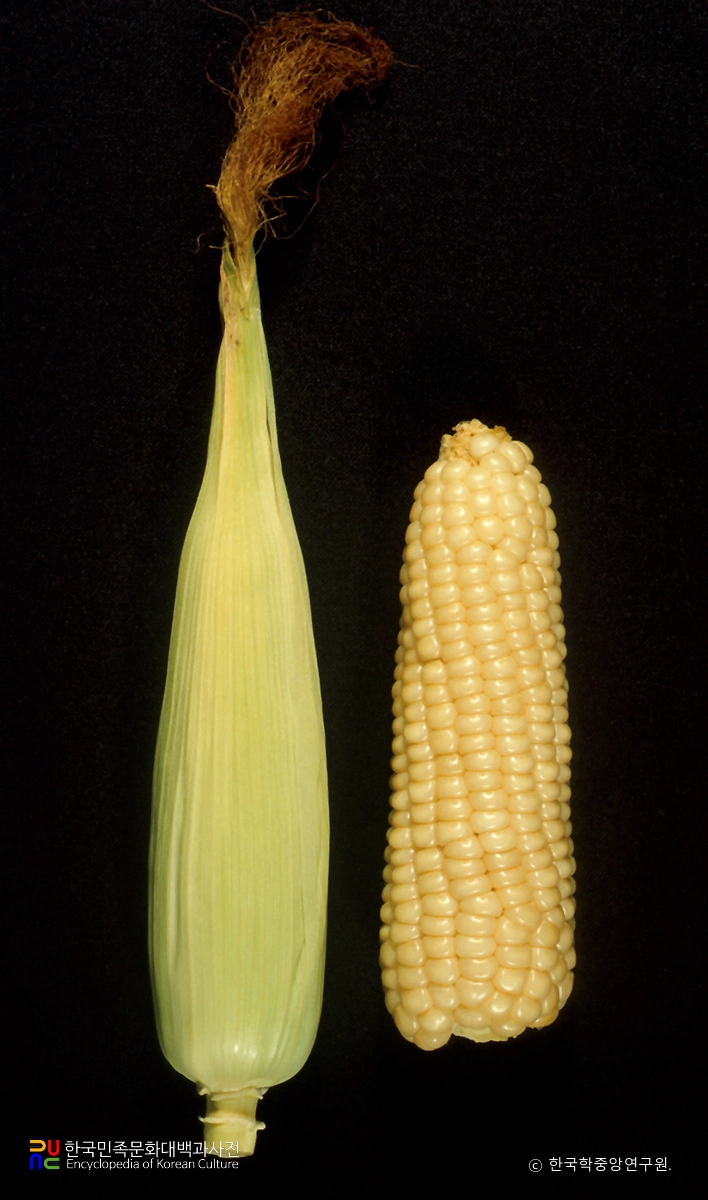 옥수수