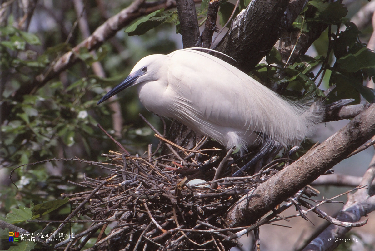 무안 용월리 백로와 왜가리 번식지