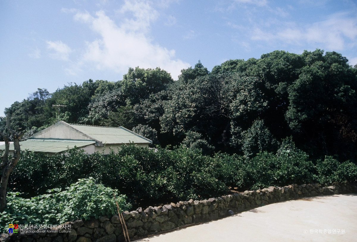 신흥 동백나무 군락