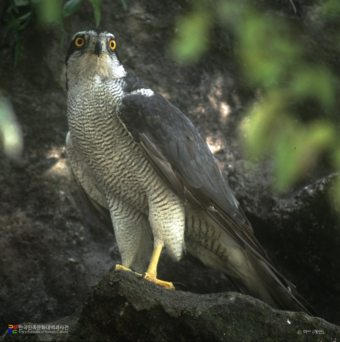 매류(참매·붉은배새매·새매·개구리매·황조롱이)