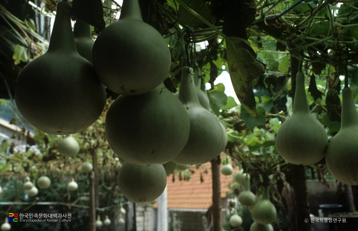 주렁주렁 매달린 박