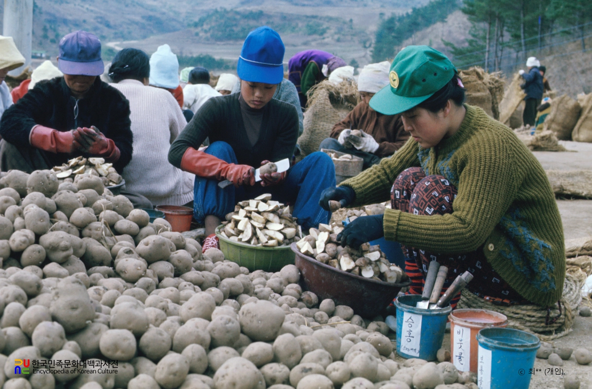 씨감자 만드는 모습