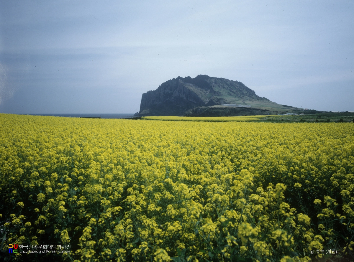 유채밭 / 제주도