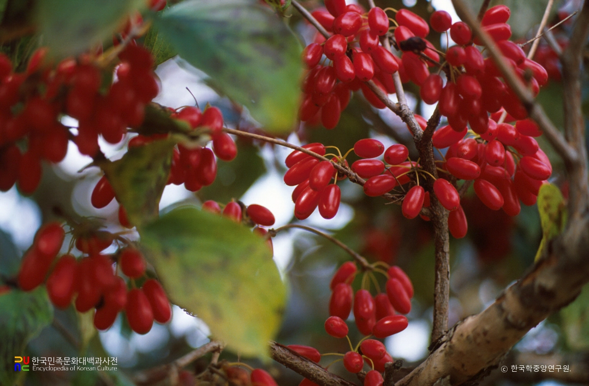 산수유나무 열매