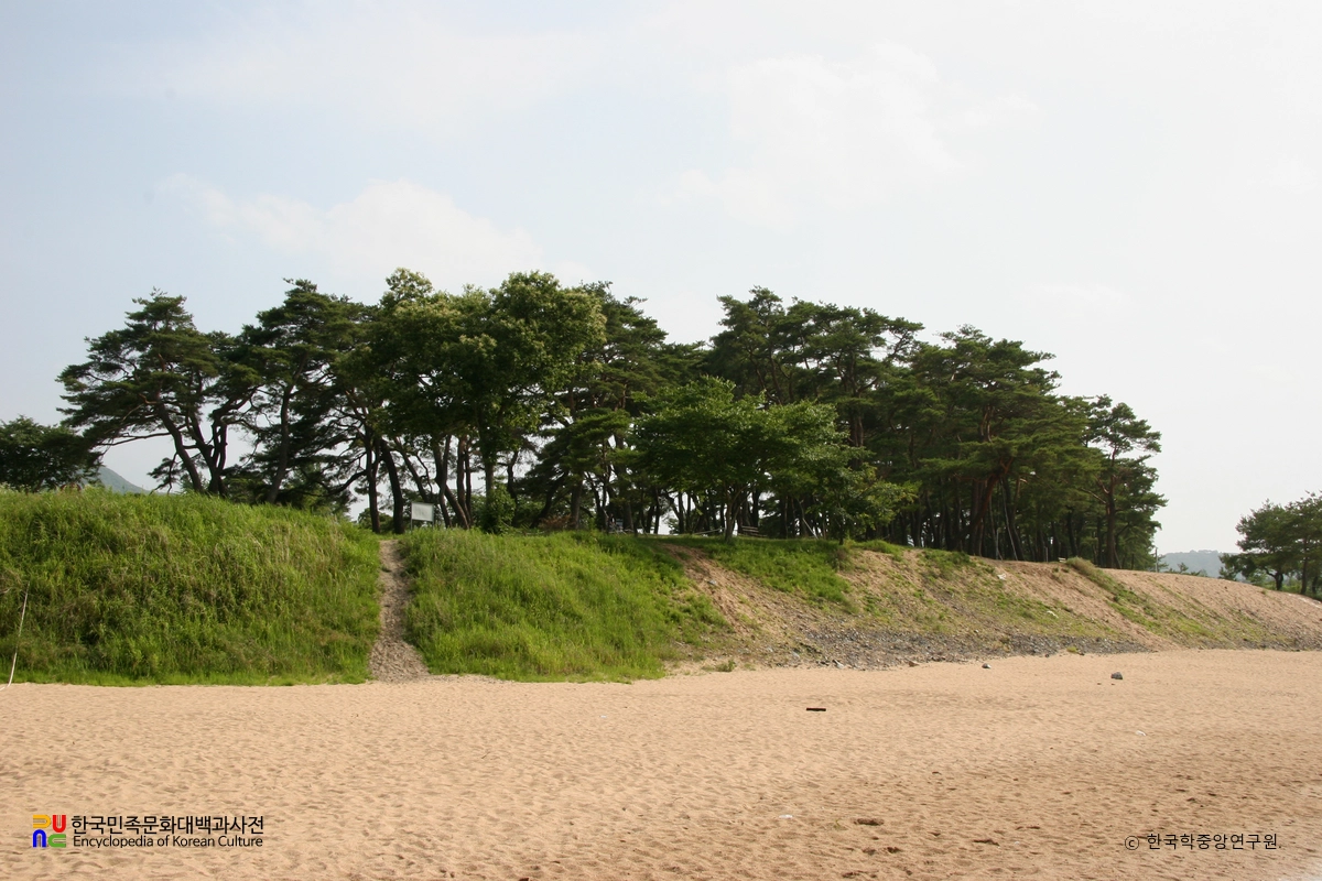 안동 하회마을 만송정 숲