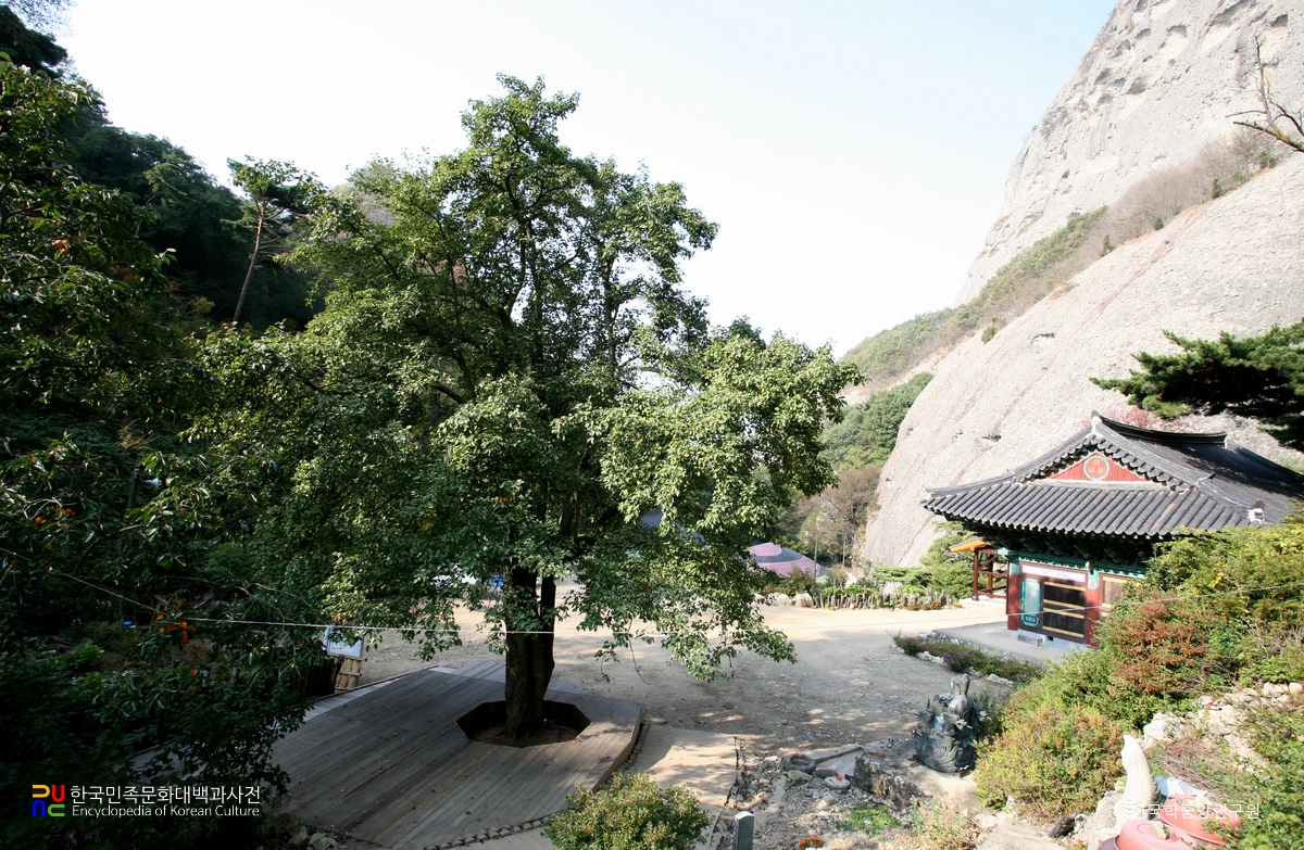 진안 은수사 청실배나무