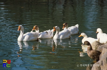 거위