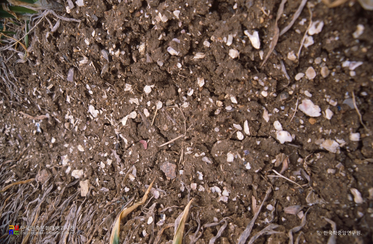 군산 내흥동패총의 조개껍질