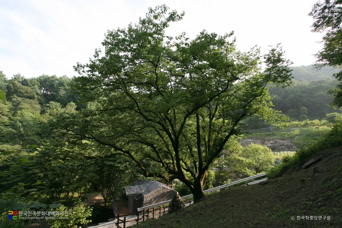 보은 용곡리 고욤나무