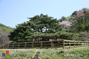 포천 직두리 부부송