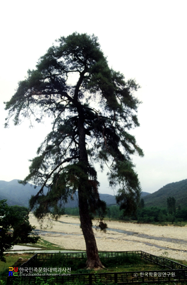 청도 동산리 처진소나무
