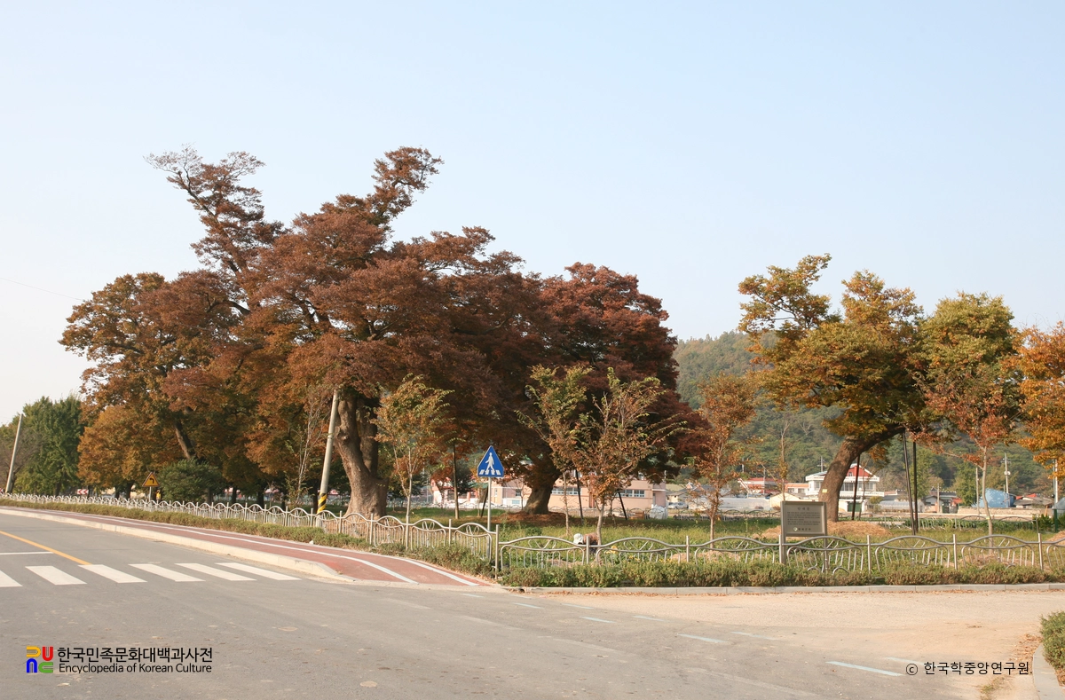 함평 향교리 느티나무·팽나무·개서어나무숲
