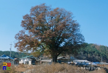 안동 사신리 느티나무