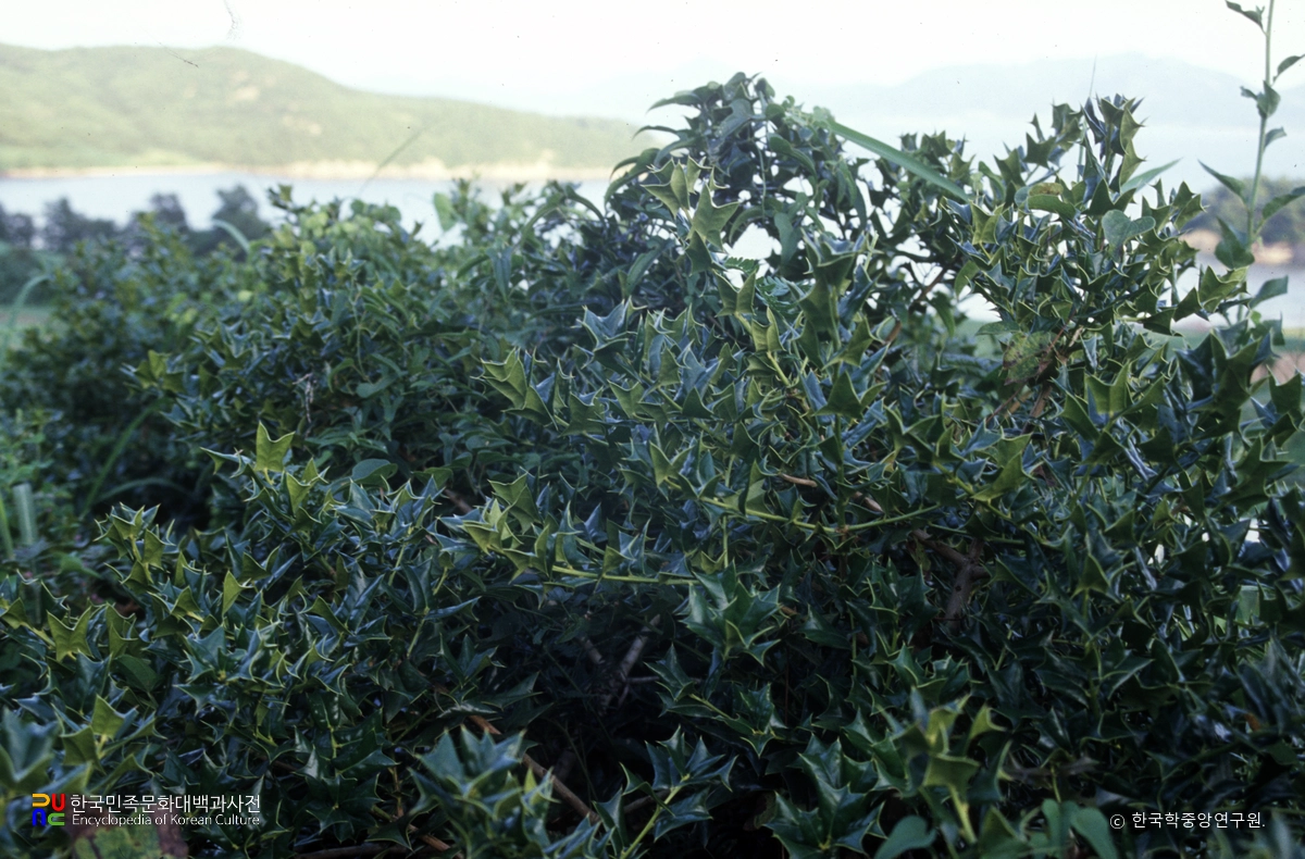 부안 도청리 호랑가시나무 군락