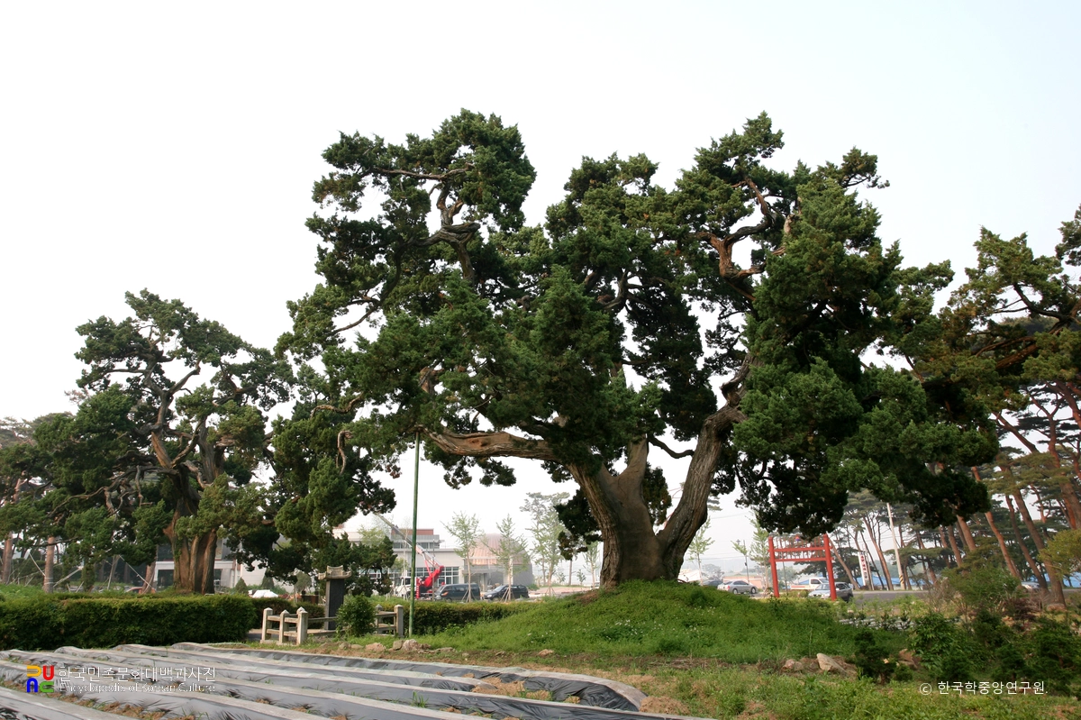 서산 송곡사 향나무