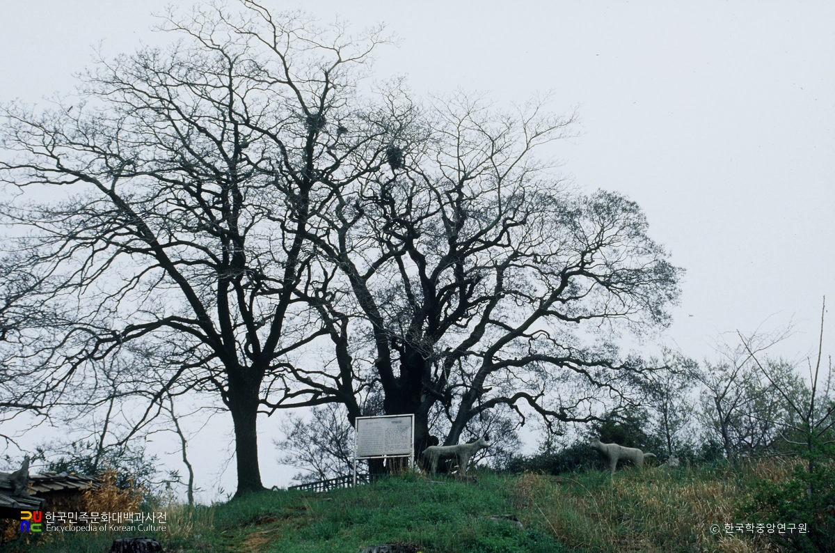 함평 양재리 이팝나무