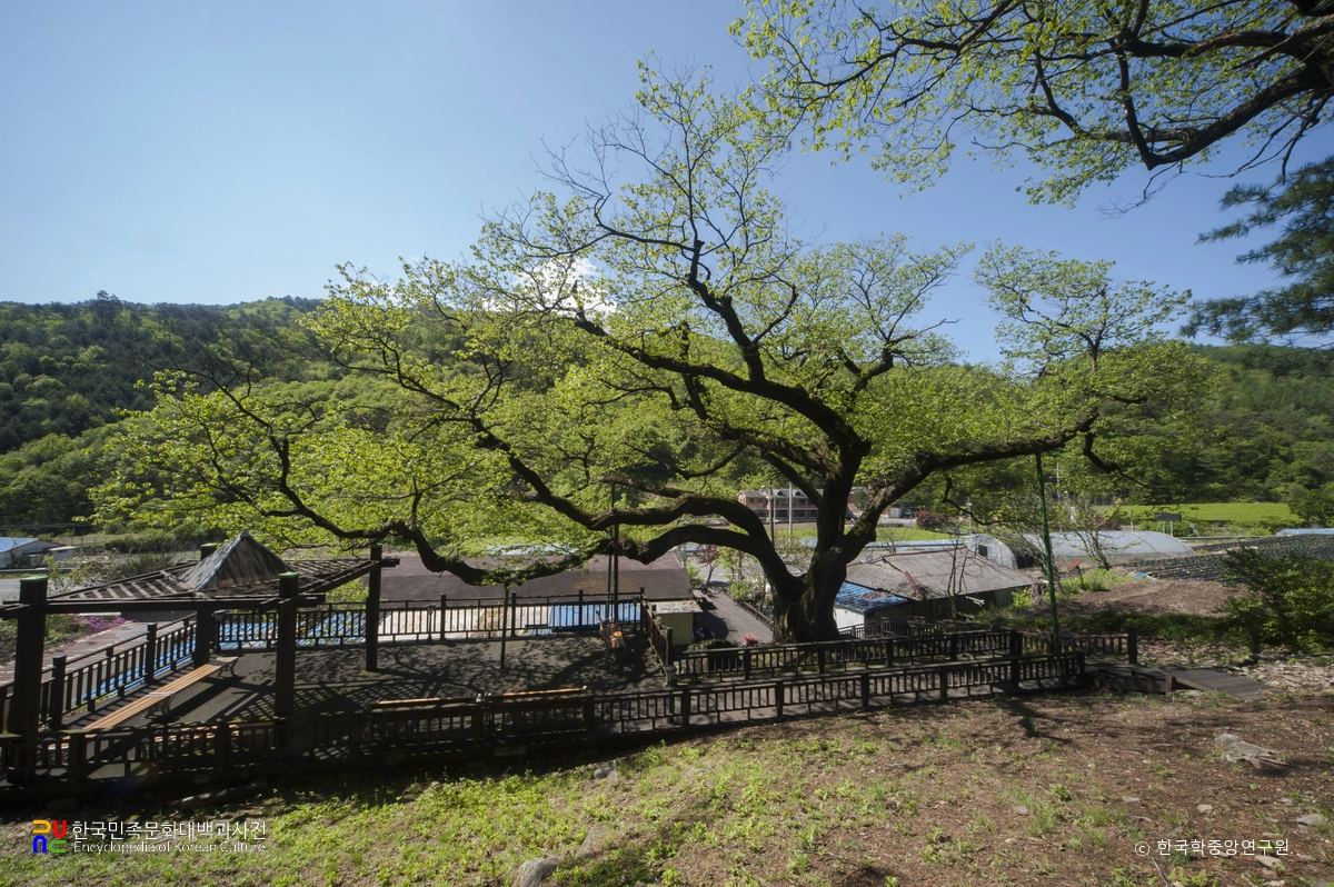 평창 운교리 밤나무