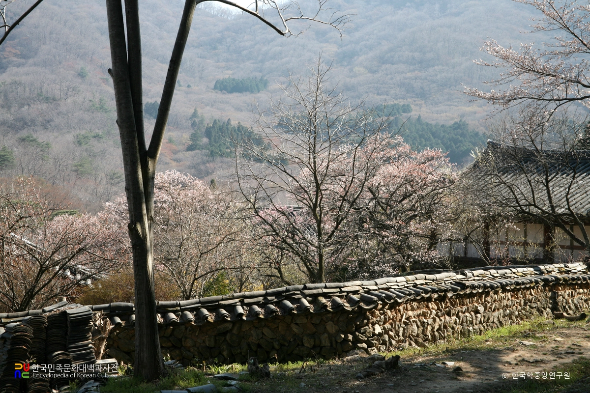 순천 선암사 선암매