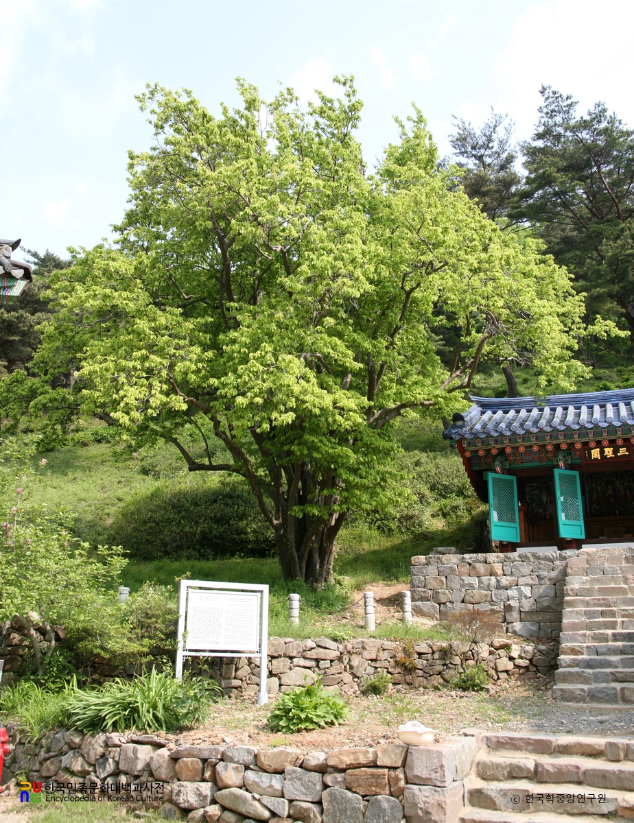 인곡리 모과나무