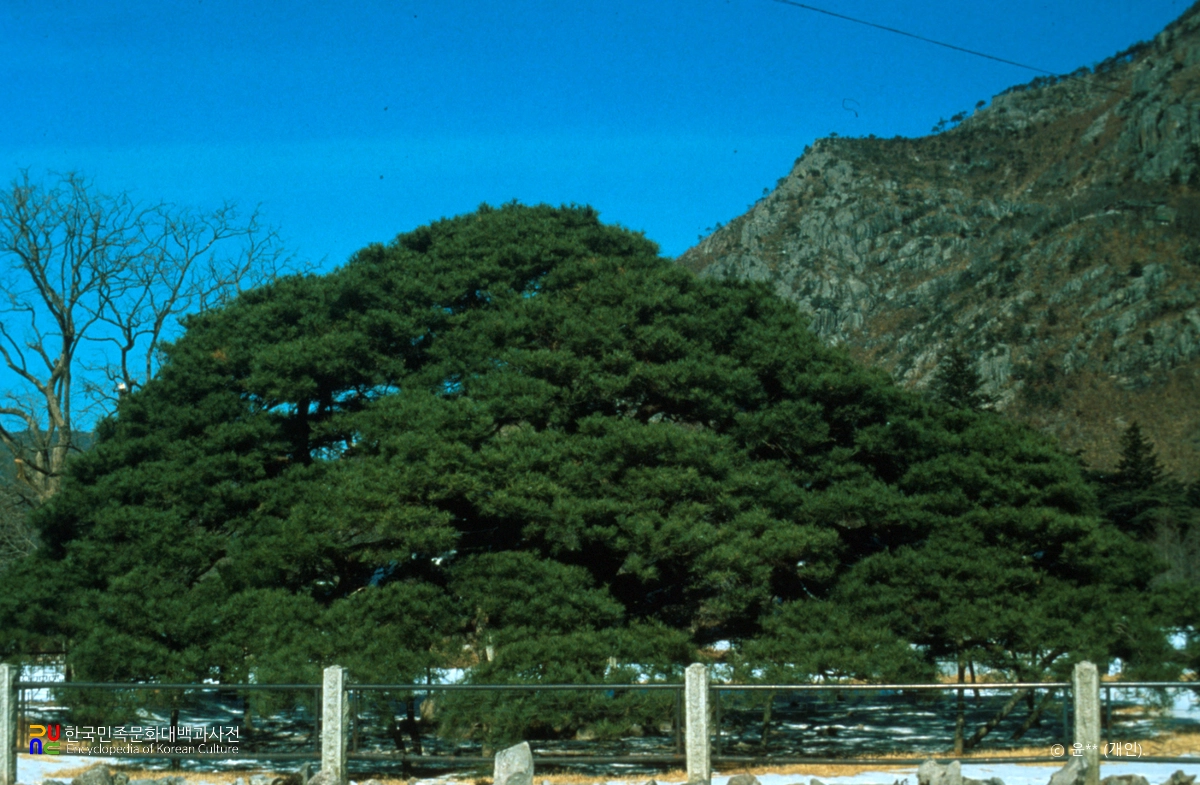 청도 운문사 처진소나무
