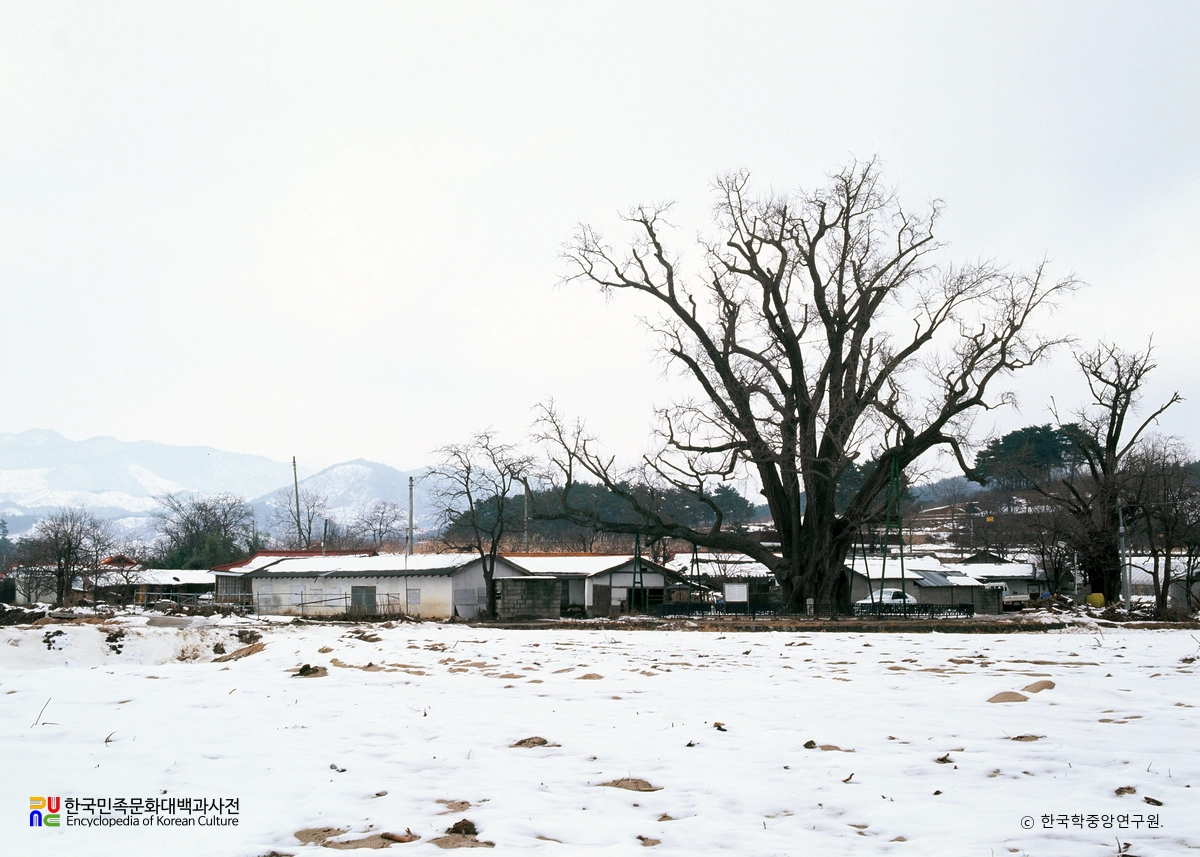 강릉 장덕리 은행나무