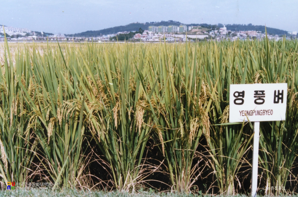 벼(영풍벼)