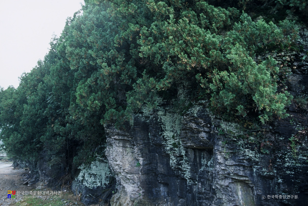 대구 도동 측백나무 숲