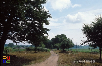 함평 향교리 느티나무·팽나무·개서어나무 숲