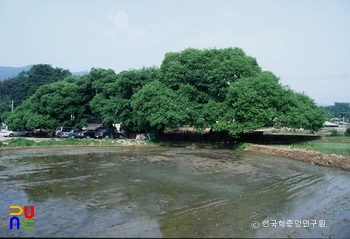 충효동 왕버들