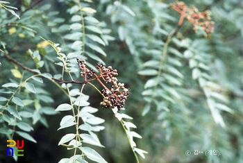 산초나무