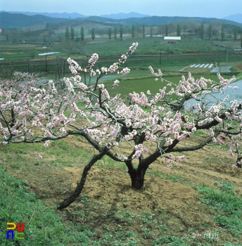 복숭아 과수원