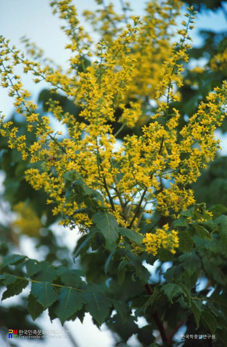 거제 한내리 묘감주나무군