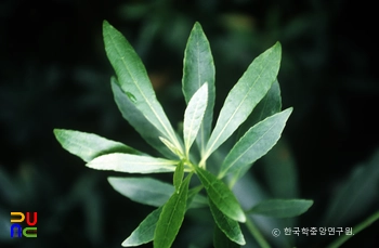담팔수