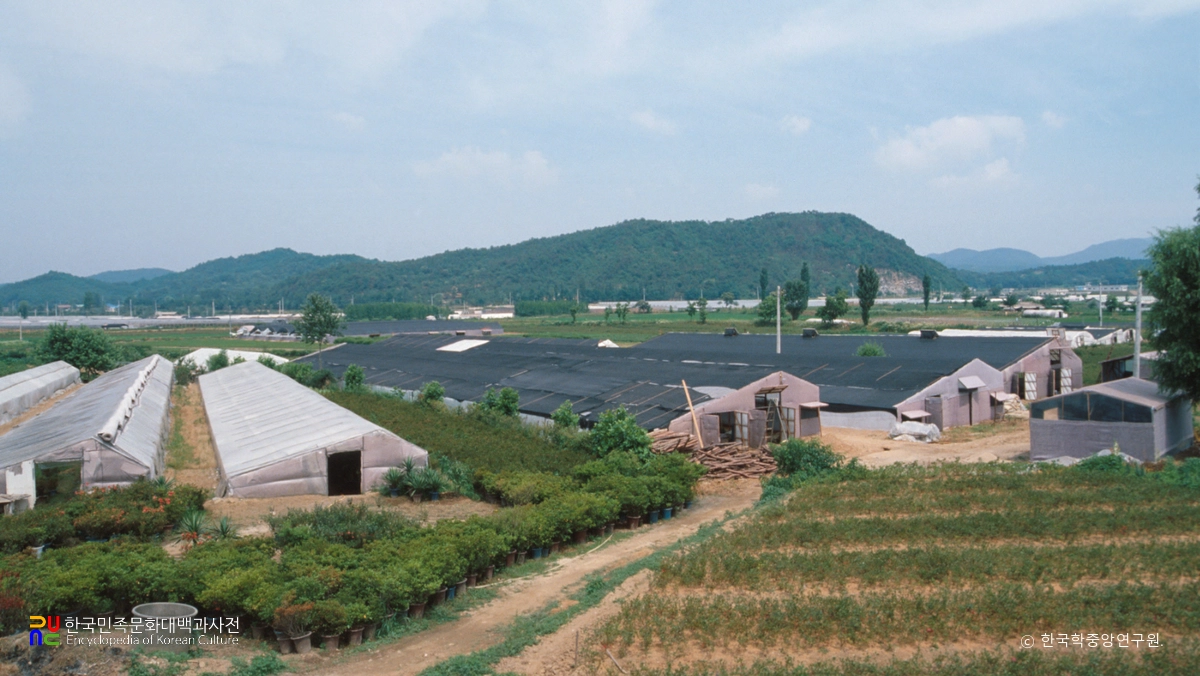 고양 오금리 꽃 재배단지