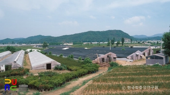 고양 오금리 꽃 재배단지