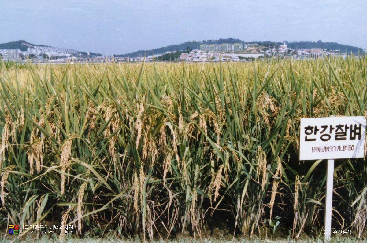 벼(한강찰벼)