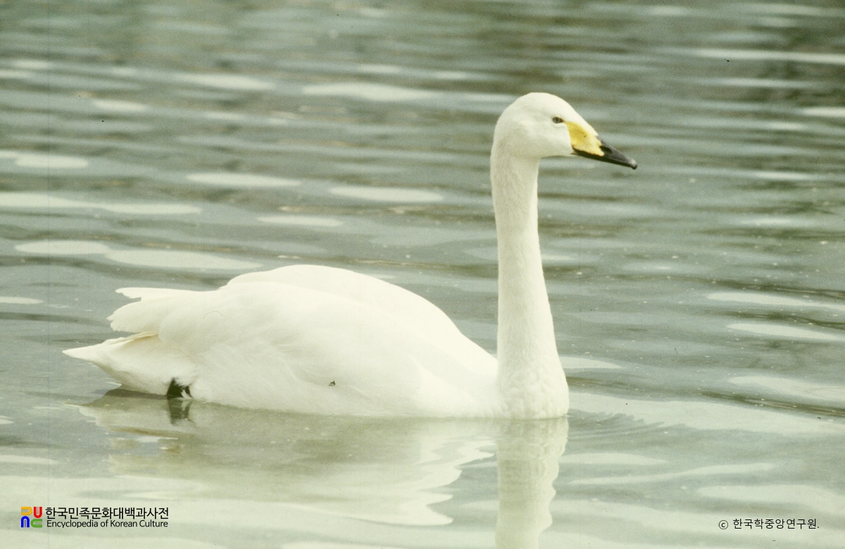 고니류 중 큰고니