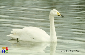 고니류 중 큰고니