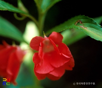 봉선화