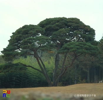 예산 용궁리 백송