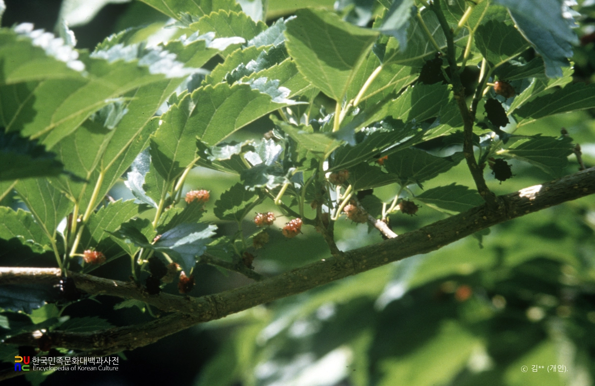 뽕나무 잎과 열매