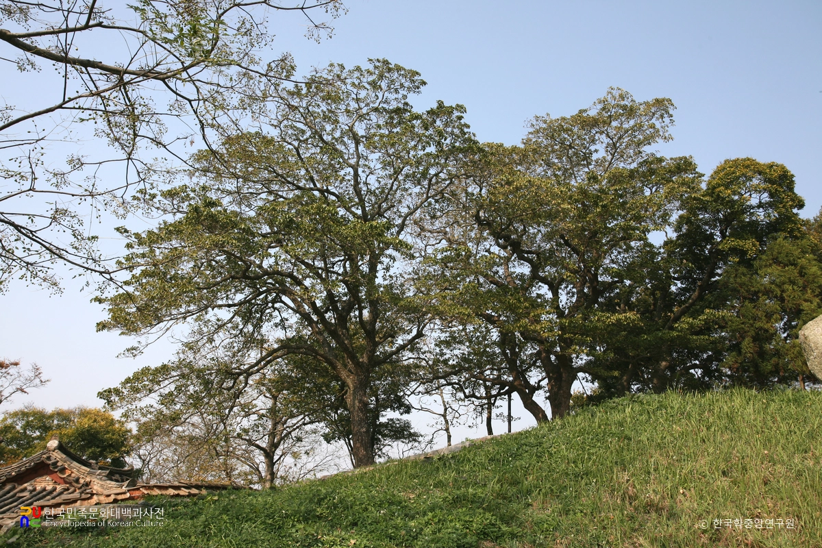 함평 양재리의 이팝나무