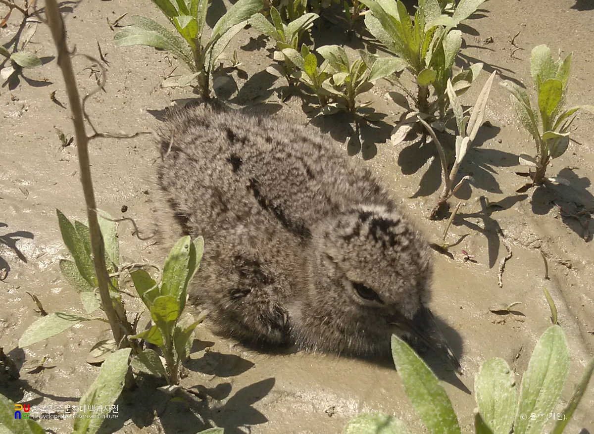 검은머리물떼새