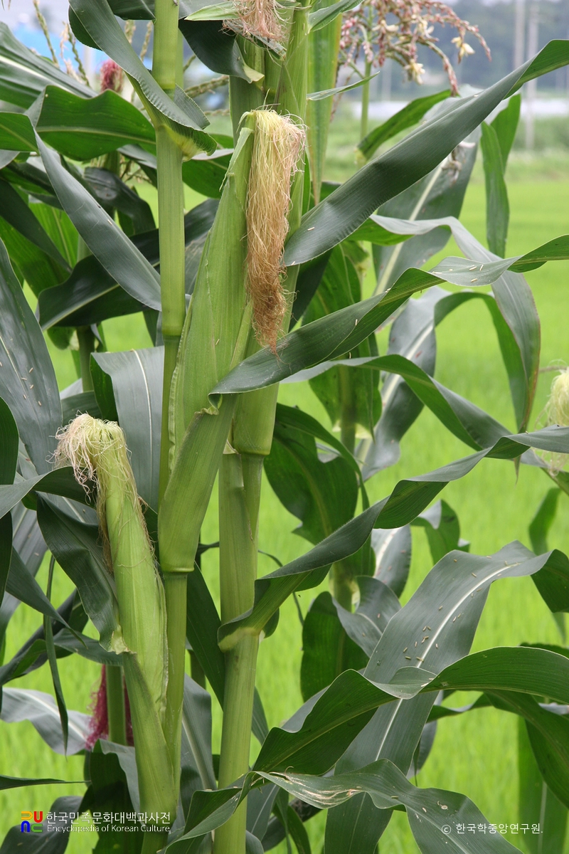 옥수수
