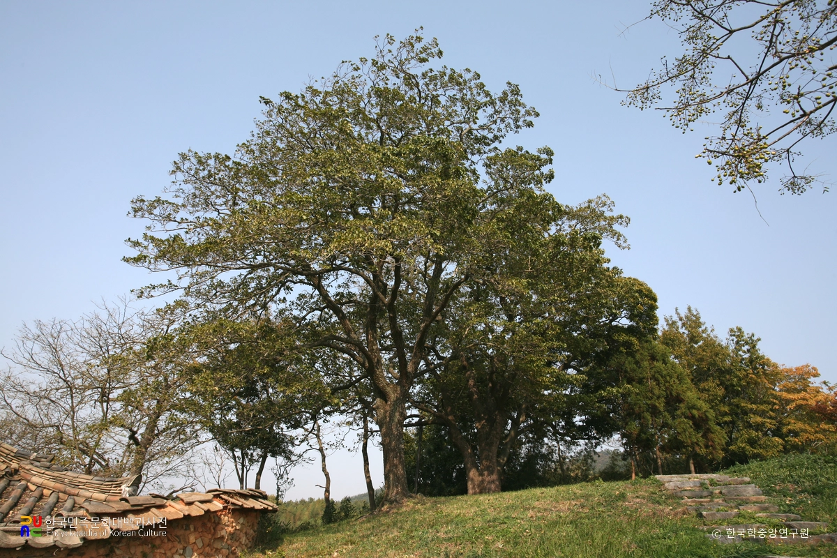 함평 양재리의 이팝나무
