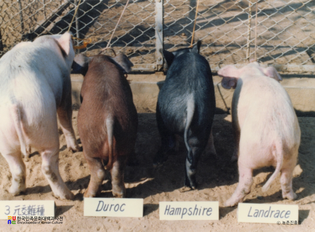 돼지 교잡종 시험